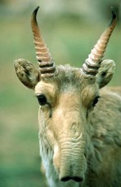 Such an interesting animal - Zhdun, Saiga, Animals, Longpost, Saiga