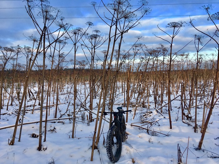 Drove into an unknown forest... - My, Winter, Fatbike