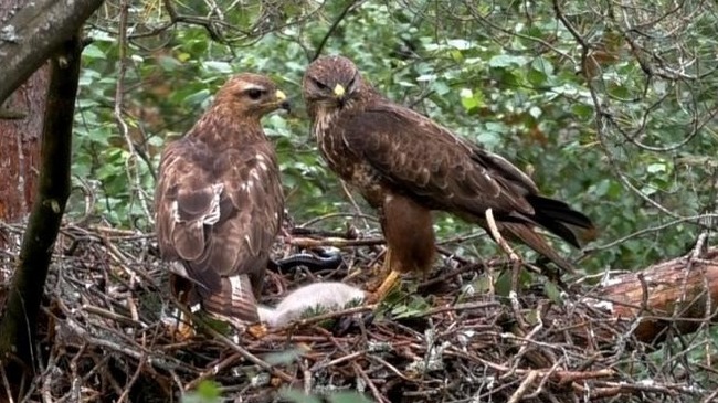 Pair of buzzards with chicks - Buzzard, Chick, Predator birds, Ornithology