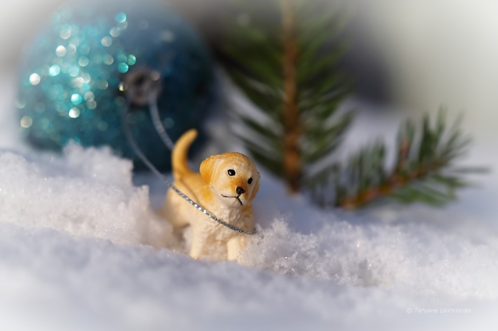 New Year's chores (Photographer Tatyana Shipilova). - The photo, Dog, Christmas decorations, Positive, Longpost