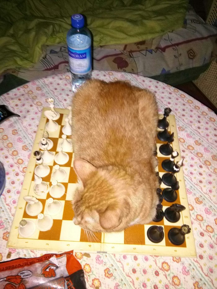 Pat, sir - My, Chess, Redheads, cat