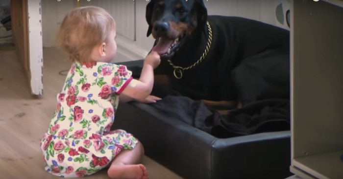 “Dobermans are evil!” they said… And little kids will refute this in a breathtaking video! - Video, Children, Doberman, Humor