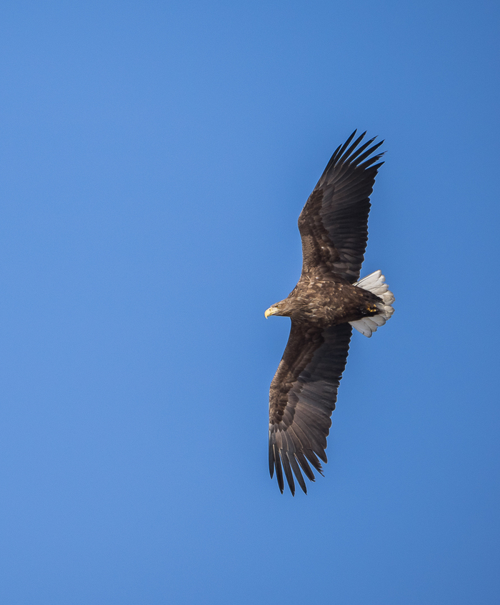 Eagles in Vladivostok - My, Birds, Predator birds, , Bald eagle, Erne, Photo hunting, Seagulls, Longpost