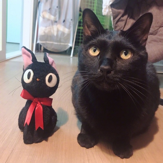 No difference - cat, Toys