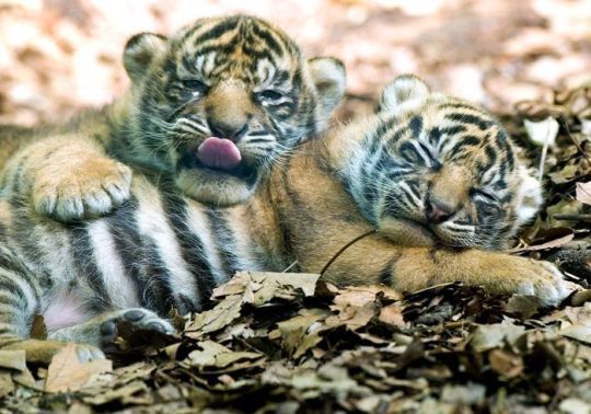 Bloodthirsty killing machines - Tiger cubs, cat