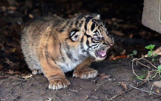 Bloodthirsty killing machines - Tiger cubs, cat