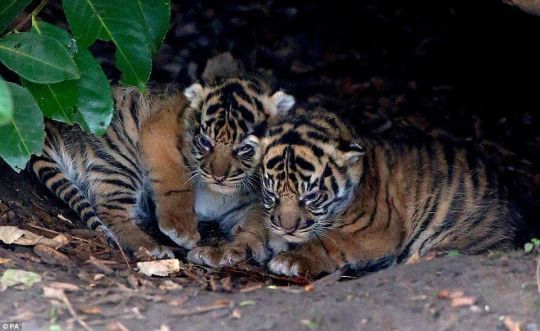 Bloodthirsty killing machines - Tiger cubs, cat