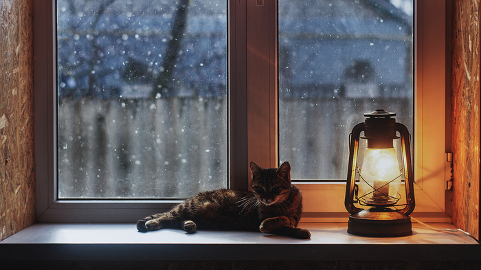 Catism - The photo, My, My, Cat with lamp, Winter, cat