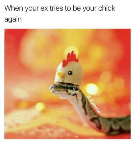 When your ex wants to be your chick again - Picture with text, Relationship, Former, Snake, Duplicity, Former