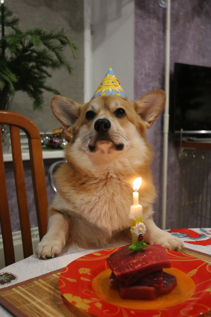 When you are only a year old, but you have already known the frailty of being. - My, Corgi, Birthday