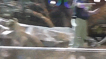 When your friend and girlfriend try to calm you down - a lion, GIF, Workers