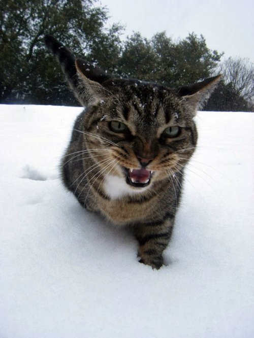 When the snow is already tired - cat, Winter, Snow, Longpost