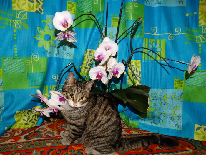 And today is my birthday!!! - My, cat, Timoshka, Flowers