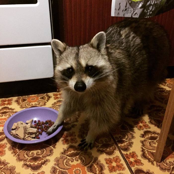 Now your waffles are my waffles, man. - My, Raccoon, , , , Animals, 