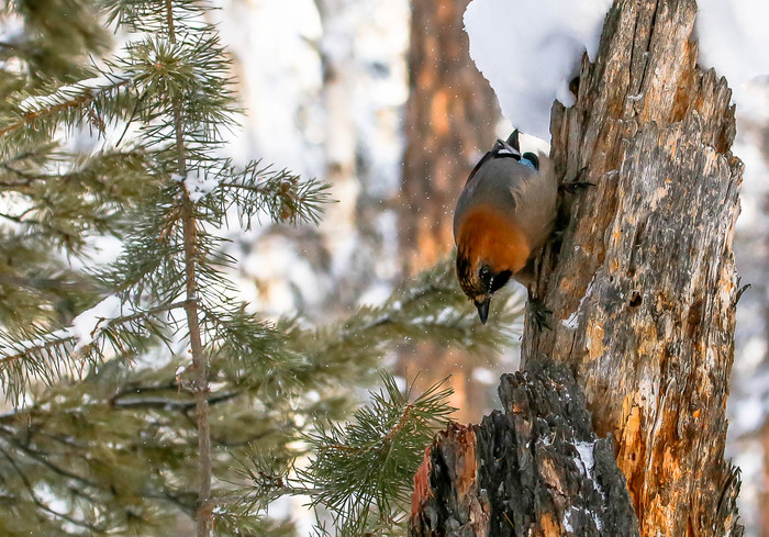 First meeting. - Sable, Barguzin Nature Reserve, Artur Murzakhanov, , Not mine, Longpost, Communication, State Inspector