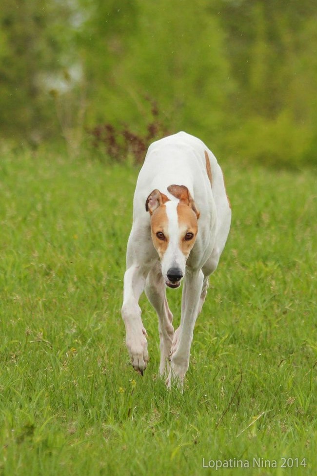 Evil Greyhound Dara. - My, Dog, Greyhound, English Greyhound, Greyhound, Longpost