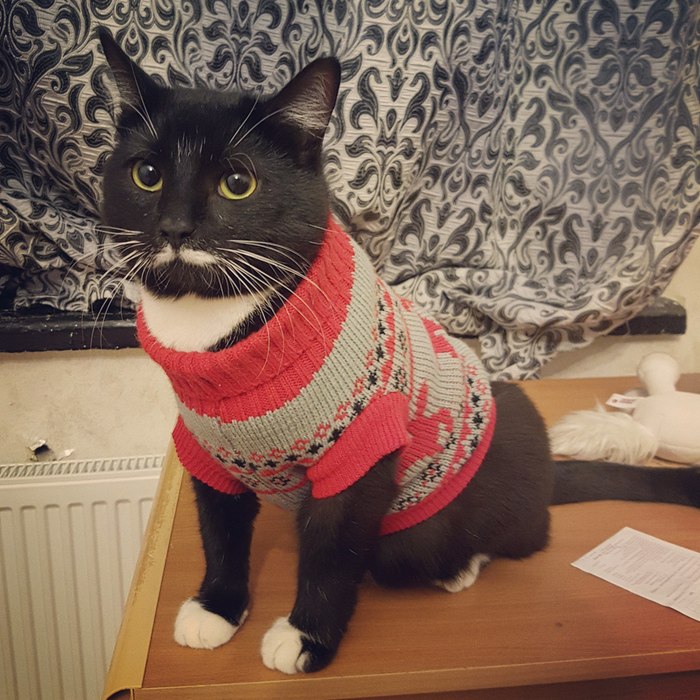 Mustache in his favorite sweater - cat, Catomafia, Animals, Pet, Mimimishno, Milota, Pets