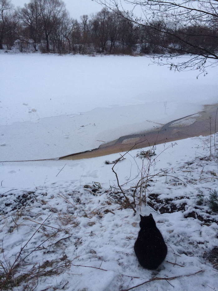 Cat and lake. - My, Nature, Lake, cat