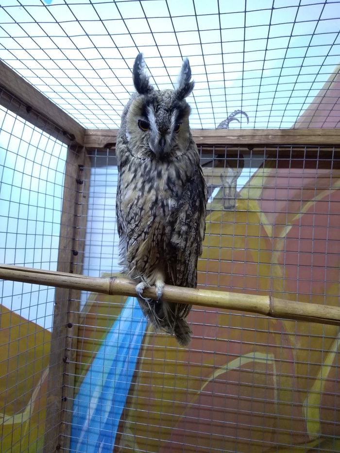 Сова, в трогательном зоопарке. Очень впечатлила.
