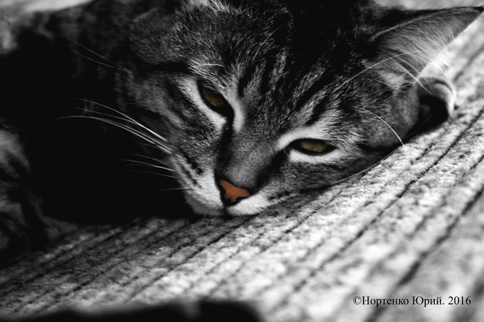 Home pet - The photo, Black and white photo, My, My, Animals, cat