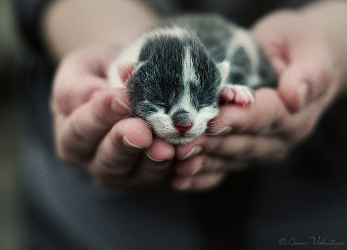 In the palms - cat, Milota, , , Palm