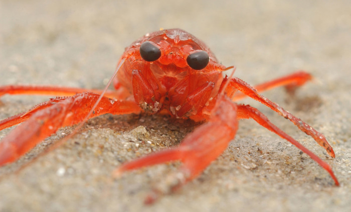 Indian Ocean. - Migration, Crab, Australia, Christmas Island, Video