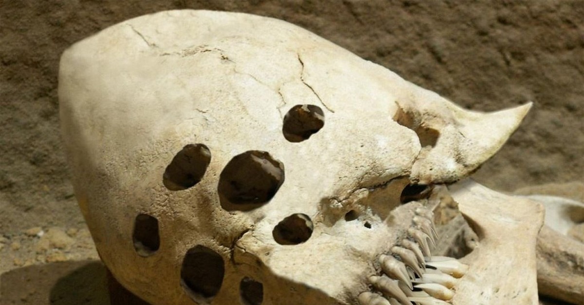 Самый древний череп человека. Скелет великана археологическая находка. Археология скелеты великанов. Запретная археология артефакты окаменелости.