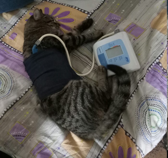 Ветеринары)