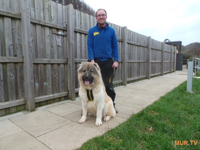 Just a huge puppy ended up in the shelter! And he continues to grow ... Admire this handsome man :) - Caucasian Shepherd Dog, Dog, The rescue, Shelter, Longpost