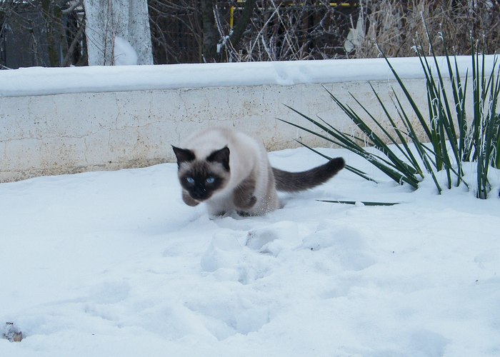 Vasilisa went hunting - My, Winter, Hunting, cat, Siamese cat