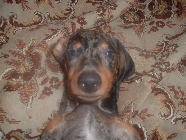 Sobakevich growing up - Dachshund, Puppies, Longpost