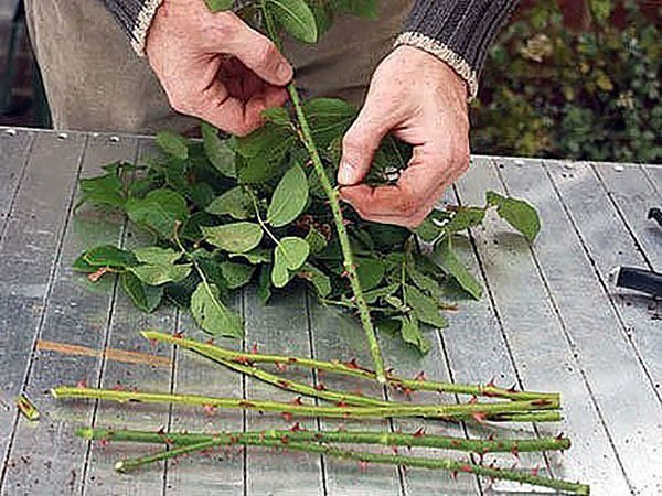 USEFUL ADVICE TO COTTAGE RESIDENTS: SECRETS OF CUTTINGS, WHAT BENEFITS DO THE WASTE .... - Garden, Сельское хозяйство, Longpost, My
