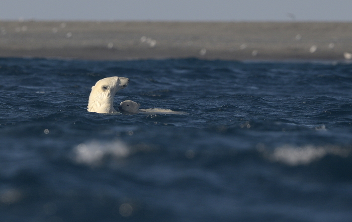 Первое купание.