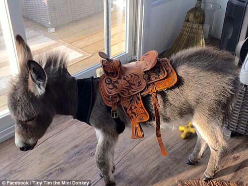 Miniature donkey rejected by mother thinks he is a dog - Donkey, Dog-like, Pets, Miniature, Facebook, Funny, Longpost