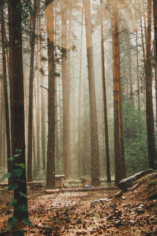 Mood - Mood, Atmospheric, My, Forest, Nature, The photo, Longpost
