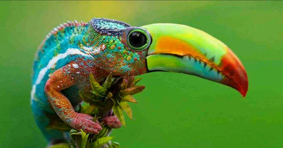 Гуляют животные невиданной красы. Разноцветная ящерица агама. Птица хамелеон. Гибриды животных.