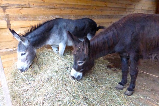 Donkeys took children to the zoo, and then they became unnecessary ... What to do with such animals? - Good, Story, Donkey, Kindness, The rescue, Longpost, Help, Animals, Helping animals