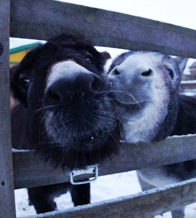 Donkeys took children to the zoo, and then they became unnecessary ... What to do with such animals? - Good, Story, Donkey, Kindness, The rescue, Longpost, Help, Animals, Helping animals