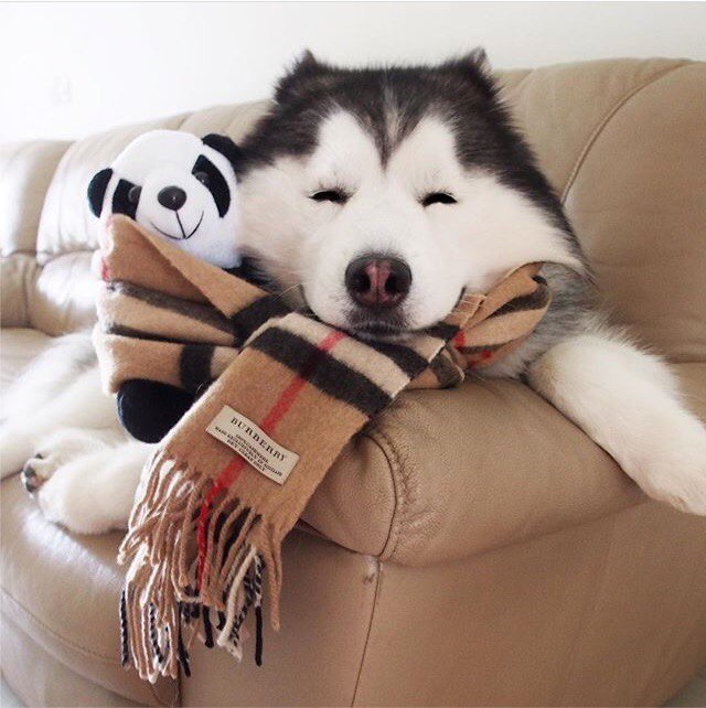 It's warmer with a toy :) - Husky, Scarf, Soft toy, Pleased