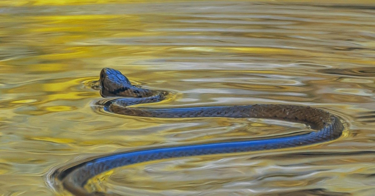 Водяная змейка. Уж обыкновенный плавает. Водяная змея. Плавающие змеи. Змея плывет.