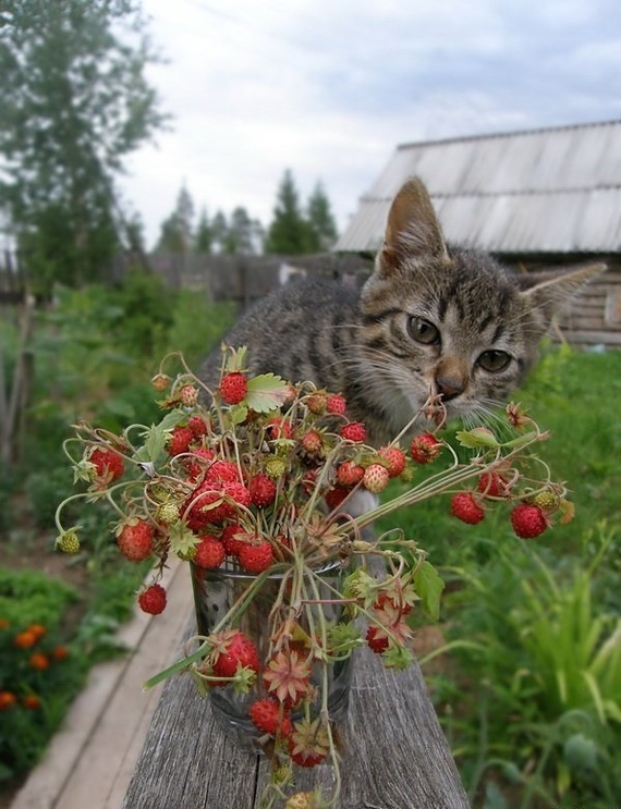 Лето в глубинке - Земляника, Кот, Лето