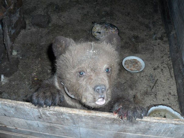 The story of the bear cub Senya - Bear, , Cruelty, Longpost, The Bears, Bullying