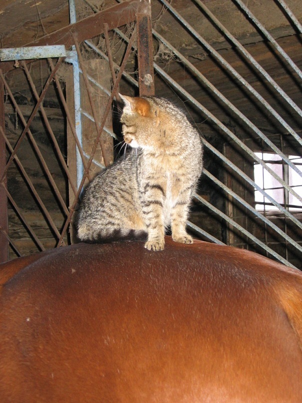 Коты на конюшне. - Моё, Кот, Лошади, Конюшня, Дружба, Мерин, Длиннопост