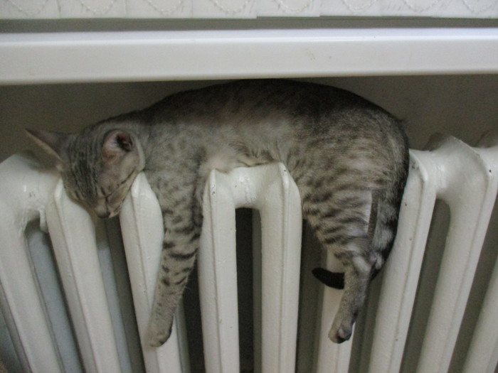 Cold is not aunt - My, Catomafia, Heat, Battery, cat