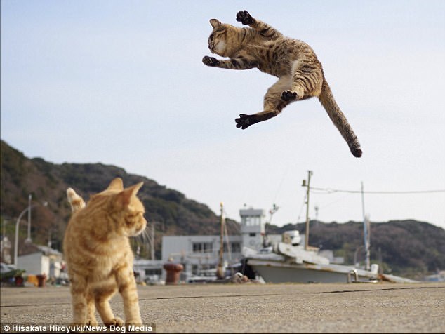 kung fu cats - cat, Kung Fu, The photo, Longpost