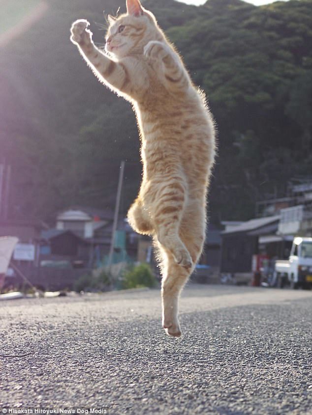 kung fu cats - cat, Kung Fu, The photo, Longpost