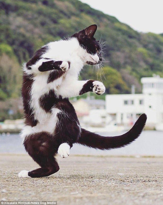 kung fu cats - cat, Kung Fu, The photo, Longpost