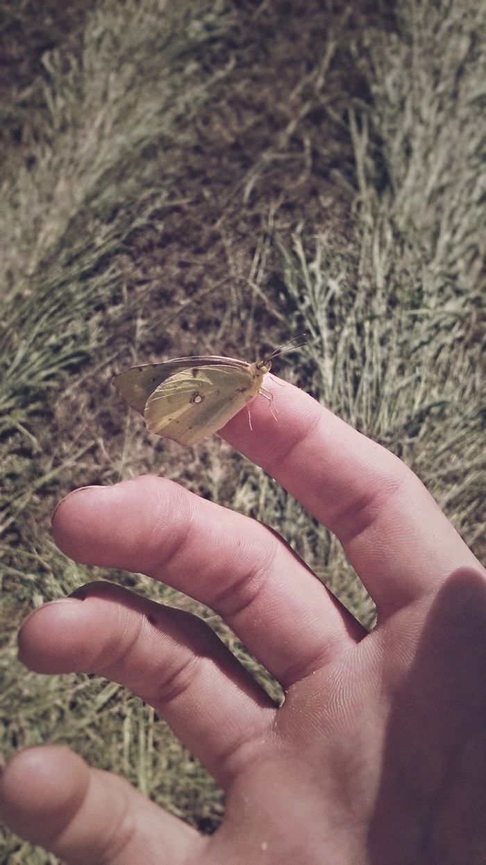 Butterfly - Mobile photography, My, The photo, Butterfly, Hand