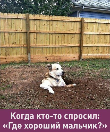 In Nizhnekamsk, the dog that was buried by the whole house returned to the entrance - Good boy, Dog, Miracle, news