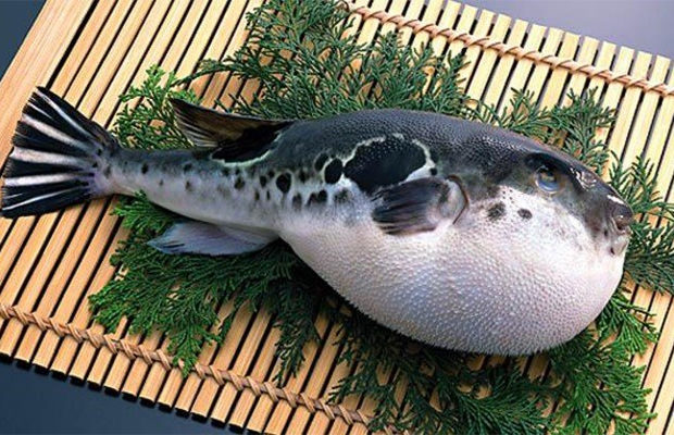 Deadly delicacy: Japan raises alarm after selling poisonous puffer fish - A fish, Puffer fish, Japan, Delicacy, Longpost